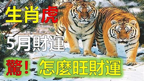 屬虎 2023 運勢|【2023年 虎】2023年 虎：事業、愛情、財富、健康大揭密！